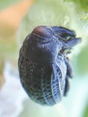 Rhyssomatus lineaticollis