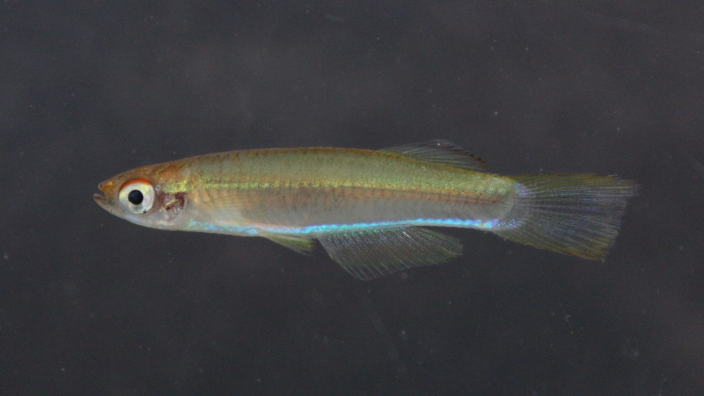 Cabinda lampeye (Plataplochilus cabindae) — Poeciliidae