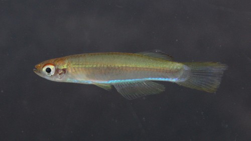 Plataplochilus cabindae image