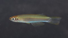Image of Plataplochilus cabindae