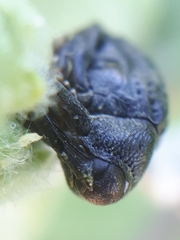 Rhyssomatus lineaticollis