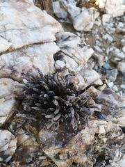 Tylecodon buchholzianus