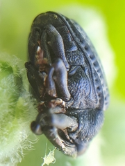 Rhyssomatus lineaticollis