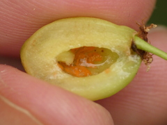 Contarinia virginianiae