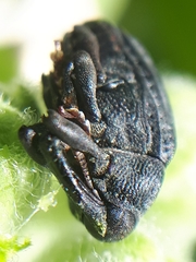 Rhyssomatus lineaticollis