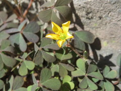 Oxalis corniculata