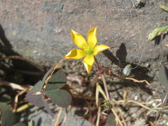 Oxalis corniculata