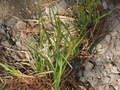 Carex halliana
