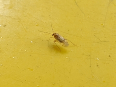 Pterygota