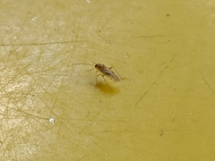 Pterygota