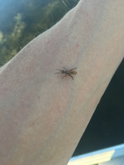 Sciomyzoidea