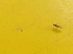 Pterygota