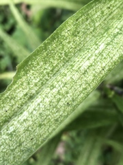 Pycnoderes medius