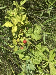 Rubus missouricus