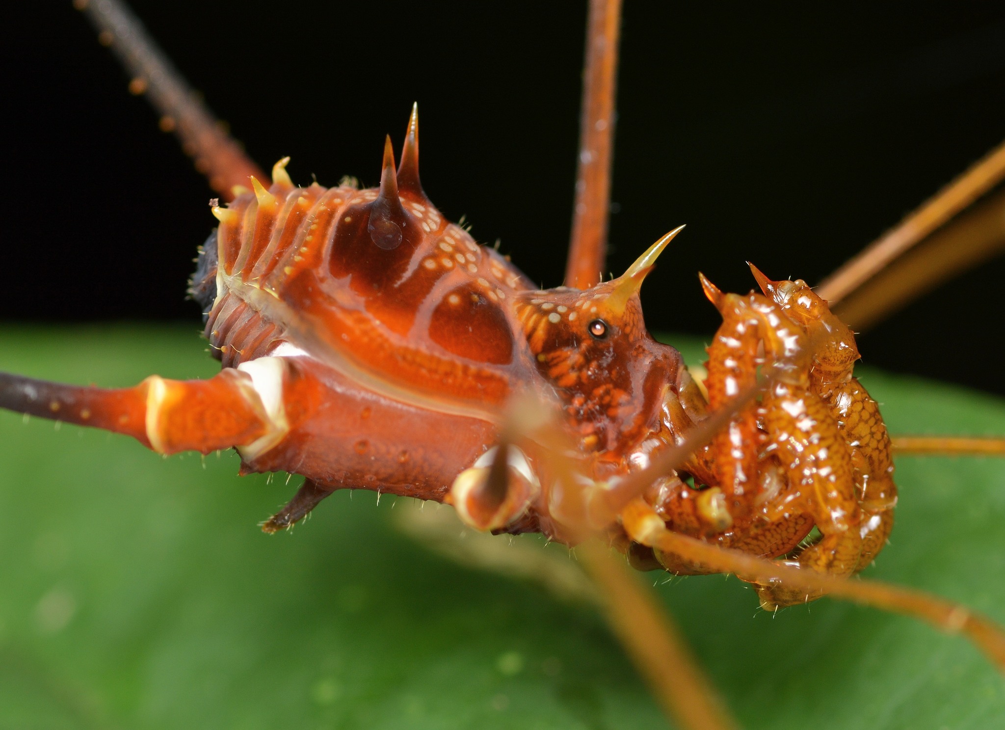 Superfamily Gonyleptoidea · iNaturalist