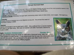 Bubo virginianus virginianus