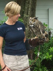 Bubo virginianus virginianus