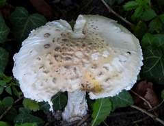 Amanita strobiliformis
