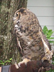 Bubo virginianus virginianus