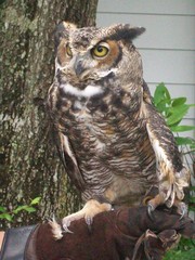 Bubo virginianus virginianus