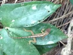 Anolis uniformis