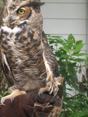 Bubo virginianus virginianus