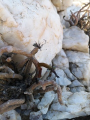Tylecodon buchholzianus