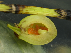 Contarinia virginianiae