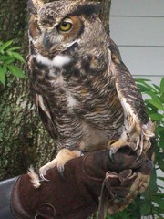 Bubo virginianus virginianus