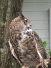 Bubo virginianus virginianus