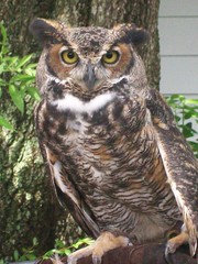 Bubo virginianus virginianus