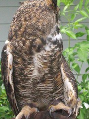 Bubo virginianus virginianus