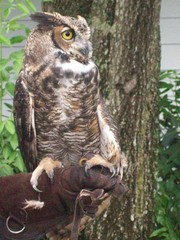 Bubo virginianus virginianus