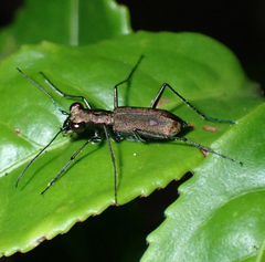 Cylindera kaleea