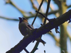 Coccothraustes coccothraustes