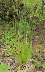 Carex microptera