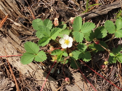 Fragaria cascadensis