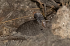 Peromyscus truei