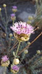 Monardella linoides sierrae