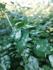 Erysiphe palczewskii