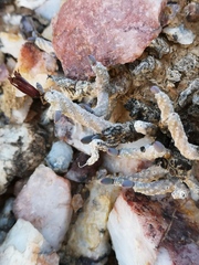 Tylecodon buchholzianus