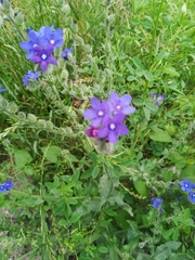 Anchusa officinalis