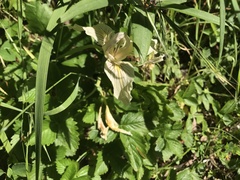 Iris fernaldii