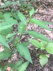 Persicaria mitis