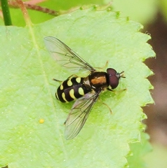 Dasysyrphus