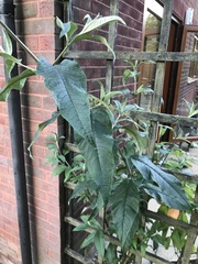 Buddleja davidii