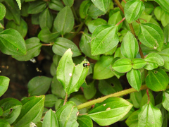 Gynandrobrotica lepida