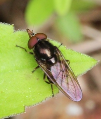 Rhingia nasica image
