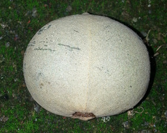 Aleurites moluccanus