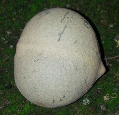 Aleurites moluccanus